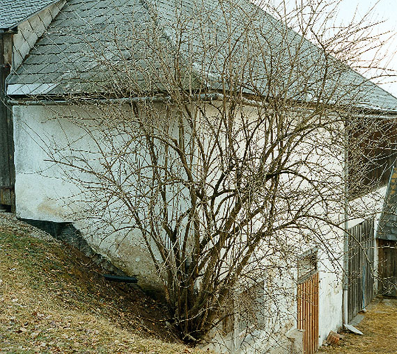 Bernhard Fuchs, Holunderbeerstrauch, Piberschlag, 2009