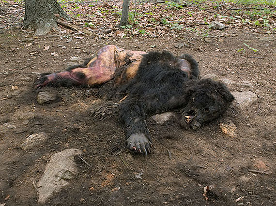 Bear, Poisoned by Neighbors, Kevin's Land, Virginia, 2008© Lucas Foglia	