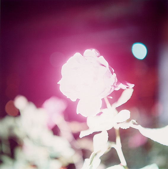 Rinko Kawauchi Untitled, from the series &lsquo;Illuminance&rsquo; 2009 &copy; Rinko Kawauchi