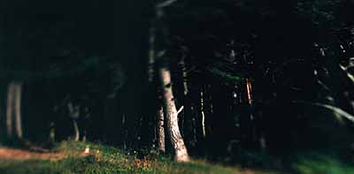 The Forest, 2001, 24 x 47 inches