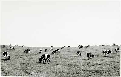 Klein-Waabs (Schleswig-Flensburg), Juli 1978 (aus der Serie Agrarlandschaften, 1976-1979), Silbergelatineabzug © Heinrich Riebesehl 