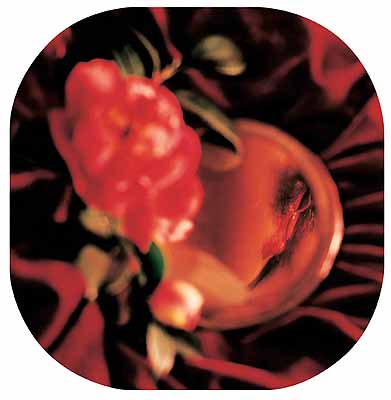 Chen Lingyang
Twelve Flower Months
1999.11 - 2000.12
The Eleventh Month Camellia
Colour Photograph
from the Exhibition