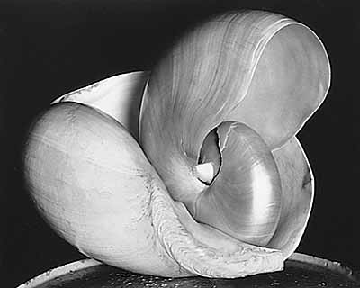 Edward Weston, Shells, 1927Bildrechte: NDR / © 1981 Center for Creative Photography, Arizona Board of Regents