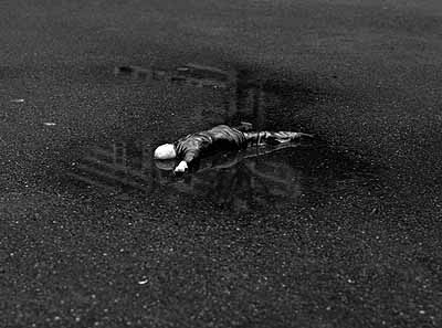 © Diana Scherer