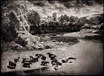 Nick Brandt, Hippos on Mara River, 2004, pigment ink print. Copyright the artist, courtesy of Stephen Cohen Gallery