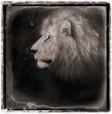 Nick Brandt, Lion Portrait, 2004, pigment ink print. Copyright the artist, courtesy of Stephen Cohen Gallery