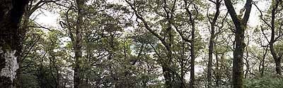 Salad Days, 2004, C-Print, 95 x 305 cm, Ed. 6