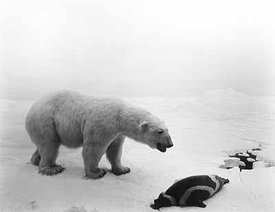 Hiroshi SugimotoPolar Bear1976gelatin-silver print119.4 x 149.2cm