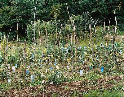 Simone NiewegTomaten, Cravanche, 2004