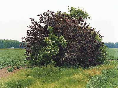 Simone NiewegHaselbusch, Willich, 1992