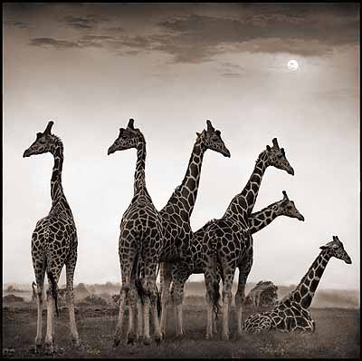 @ Nick Brandt
