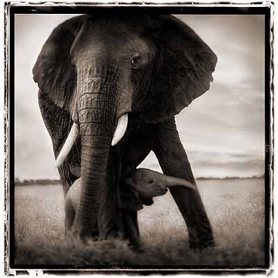 @ Nick Brandt