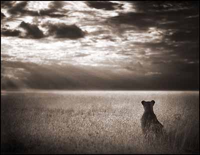 @ Nick Brandt