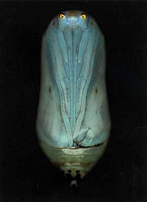 Untitled, 2003Crysalis Series182,9 x 111,8 cm.Pigment Print