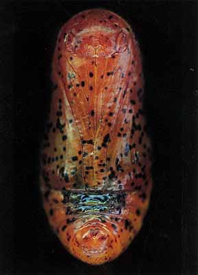 Untitled, 2003Crysalis Series182,9 x 111,8 cm.Pigment Print