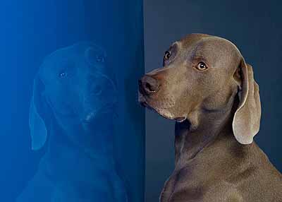 William Wegman (b. 1943) Malta 2005 pigment print 36 x 44 inches 91.4 x 111.8 cm Edition of 15