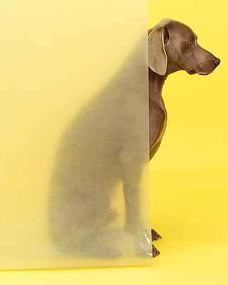 William Wegman (b. 1943) Land O' Lakes 2004 pigment print 30 x 24 inches 76.2 x 61 cm Edition of 15