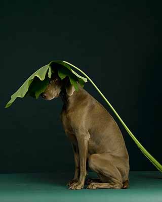 William Wegman (b. 1943) Leaf Line 2005 pigment print 44 x 36 inches 111.8 x 91.4 cm Edition of 15