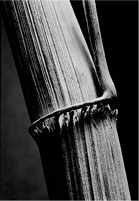 Andreas Feininger Schilfrohr, 1934 Photo by Andreas Feininger © AndreasFeiningerArchive.com