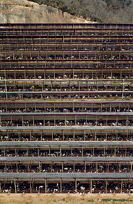Andreas Gursky  Fukuyama, 2004  305,4 x 207 cm C-Print © Andreas Gursky / VG Bild-Kunst, Bonn 2007Courtesy Monika Sprüth / Philomene Magers