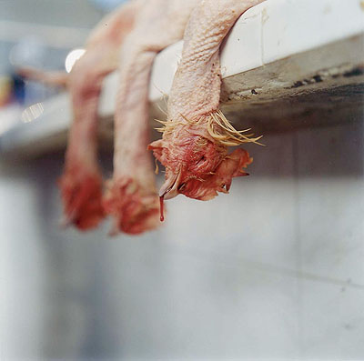 Rinko Kawauchi Untitled (from the series 