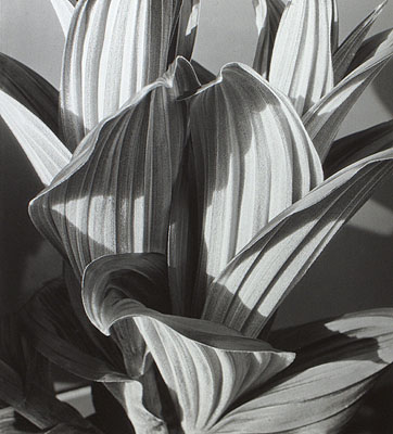 Master Prints 1910-1970 Master Prints 1910-1970