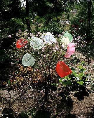 © Elspeth Diederix, Azalea 2003 Courtesy Galerie Diana Stigter, Amsterdam