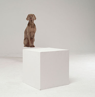 © William Wegman Cubic Chip 2001, courtesy of the artist and Senior & Shopmaker Gallery New York