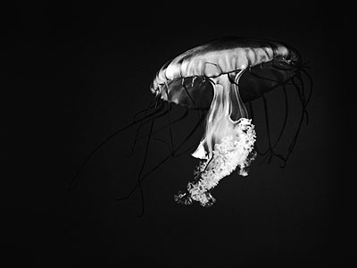 Christopher Williams, Pacific Sea Nettle, Chrysaora Melanaster, Long Beach Aquarium of the Pacific, 100 Aquarium Way, Long Beach, California, August 9, 2005, 2005 © C.Williams