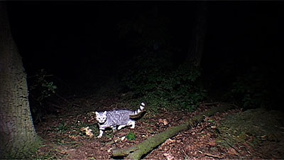David Claerbout, image fixe tirée de la vidéo / video still from Untitled (Le Moment), 2003. Avec l'aimable autorisation de l'artiste et de Bick Productions / Courtesy of the artist and Bick Productions