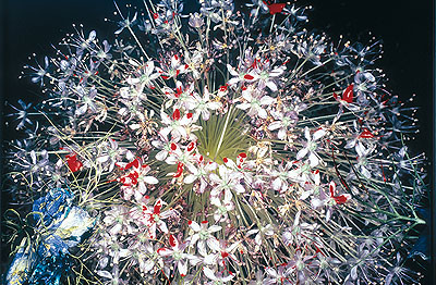 Nobuyoshi ArakiUntitled (From Painting Flowers), 2004Cibachrome Print50 x 60 cmCourtesy Jablonka Galerie, Köln/BerlinFoto: Matthias Langer, Braunschweig/Varel© Nobuyoshi Araki