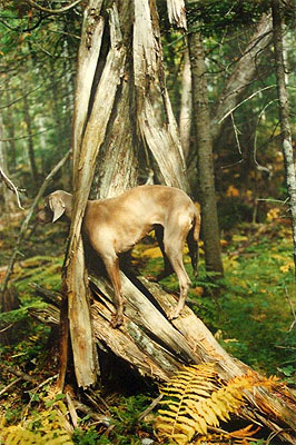 William WegmanSplit Rail, 1992chromogenic print40 x 30 inches