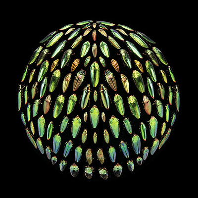 Robyn StaceyBeau Monde (green), 2006from Beau MondeType C print120 x 120cm, edition of 5 + AP