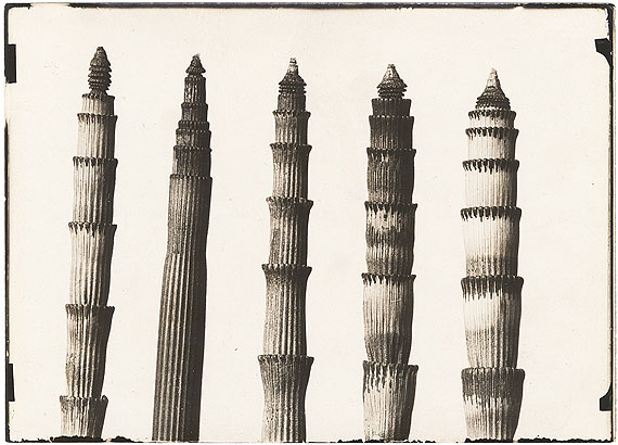 Karl Blossfeldt
EQUISETUM HIEMALE, WINTERSCHACHTELHALM
1900-1910
Gelatin silver contact
print, 1915–1925
12,8 x 18 cm