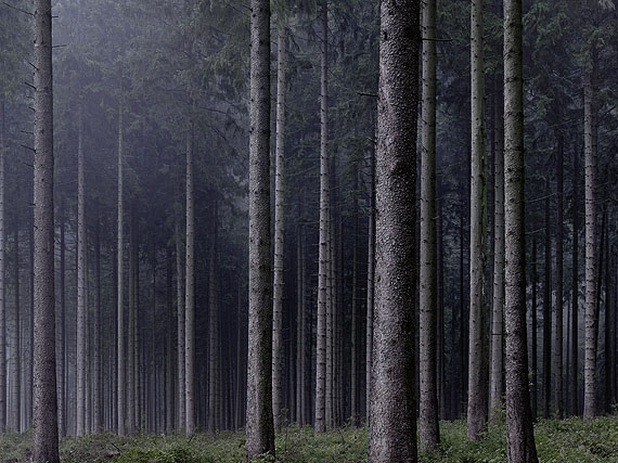 Michael LangeWald # 02522009Archival pigment print© Michael Lange
