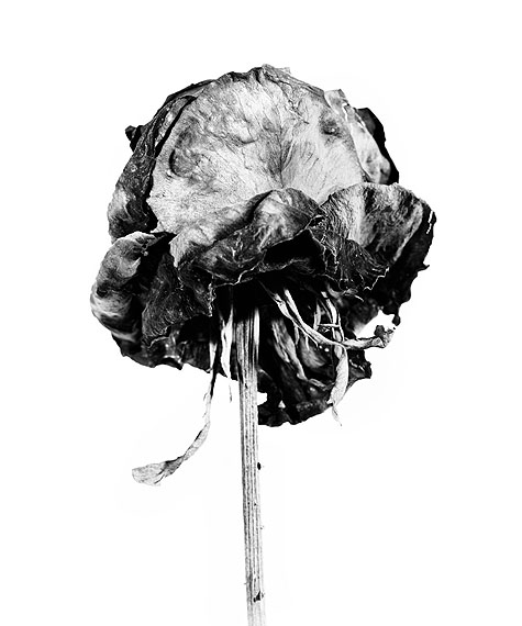 Walter Schelso.T. # 01, 2010Fiber based Fine Art Print60 x 50 cm