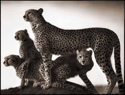 @ Nick Brandt