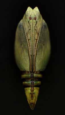 Untitled, 2003Crysalis Series182,9 x 111,8 cm.Pigment Print