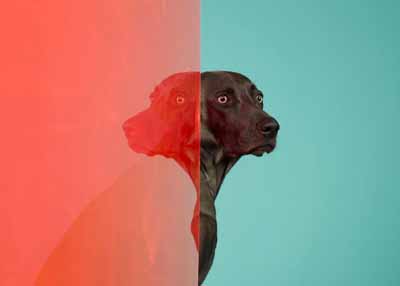 William Wegman (b. 1943) Ethiopia 2005 pigment print 36 x 44 inches 91.4 x 111.8 cm Edition of 15