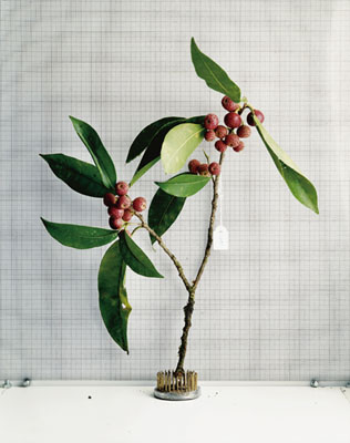 Sanna KannistoMoraceae: Ficus pertusa, 2001C-Print, 94 x 74 cmCourtesy Galerie La Ferronnerie, Paris© Sanna Kannisto