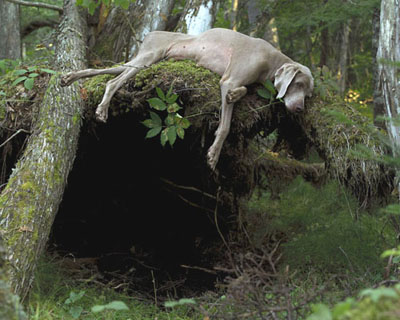 William WegmanEntrance, 200217 x 22 inches43.2 x 55.9 cmedition of 15