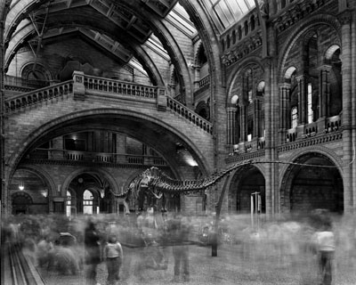 Wyoming Diplodocus. Natural History Museum, London 2007© Matthew Pillsbury