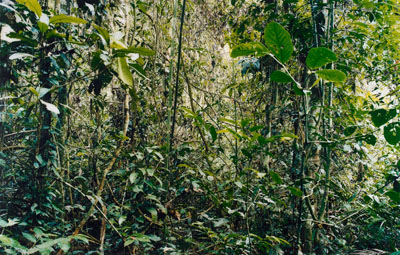 Thomas Struth. Paradise 29, Peru. 2005/2006. C-Print, 157,7 x 247,4 cm. Auktion Zeitgenössische Kunst und Zeitgenössische Photographie am 29. Mai 2008