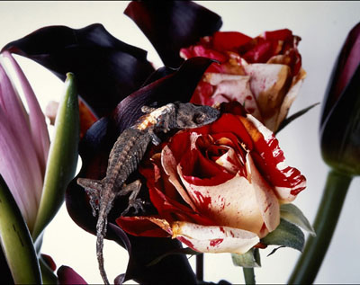 © Nobuyoshi Araki