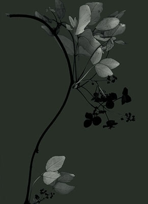 Exposure 2 (akebi), 2008130x100cmpigment print on rag
