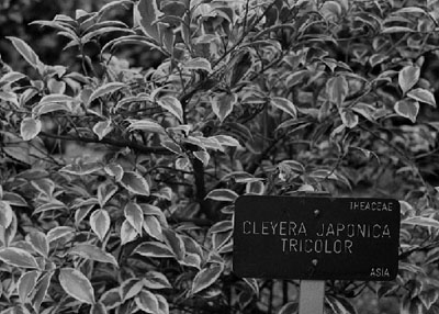 Robert Zahornicky: Cleyera japonica, tricolor, Botanischer Garten Madrid, 2008, 24 x 30 cm, sw- Silvergelatine, Papier © Robert Zahornicky