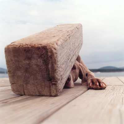 William Wegman
