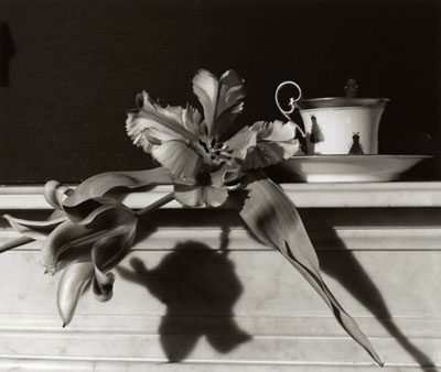 Tulips on Marble - lowres, 1989 © Horst P. Horst