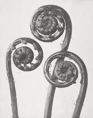 Karl Blossfeldt: indeterminable fern / Nicht näher bestimmbarer Farn. Junge, noch eingerollte Wedel, o.J., aus dem Besitz der Universität der Künste Berlin