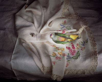 Rose crowned fruit dove with fancywork, 2009, archival print on cotton rag paper